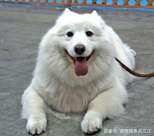 狗狗皮肤炎用什么药？揭开宠物护理的秘密