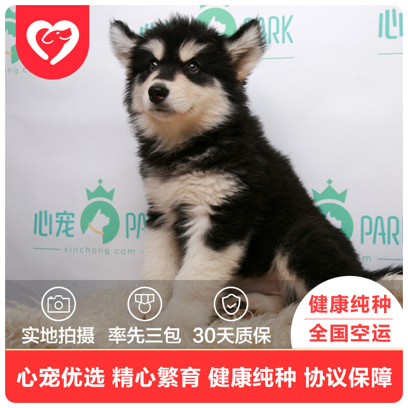 带你揭秘“狗狗粘鼠板”：宠物护理人员的创意解决方案